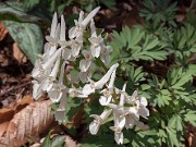 Corydalis x Ivory Queen 20150412 0002