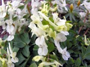 Corydalis malkensis 0001