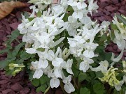 Corydalis malkensis 0003