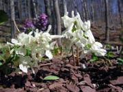 Corydalis malkensis 0006