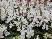 Corydalis malkensis 0010