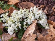 Corydalis malkensis 20150403 10001