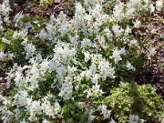 Corydalis malkensis 20150412 0003