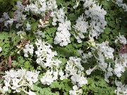 Corydalis malkensis 20150412 0004