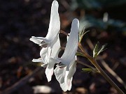 Corydalis ornata 0001