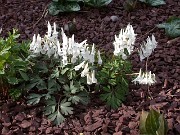 Corydalis ornata 0002