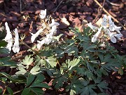 Corydalis ornata 0003