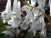 Corydalis ornata 0004