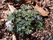 Corydalis ornata 0005
