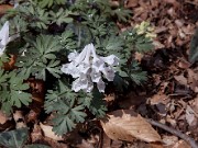 Corydalis ornata 0006