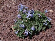 Corydalis ornata 0007