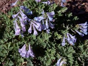 Corydalis ornata 0008