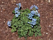 Corydalis ornata 20110001