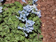 Corydalis ornata 20110002