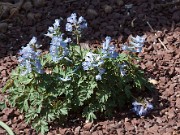 Corydalis ornata 20110003