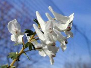 Corydalis ornata alba 0002