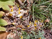 Corydalis schanginii ssp. ainae 0001