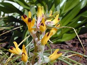 Corydalis schanginii ssp. ainae 0002