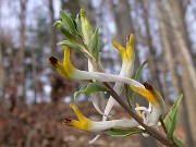 Corydalis schanginii ssp. ainae 0014