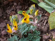 Corydalis schanginii ssp. ainae 20180401 0001