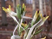 Corydalis schanginii ssp. ainae x schanginii ssp. schanginii 0010