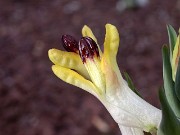 Corydalis schanginii ssp. ainae x schanginii ssp. schanginii 0014