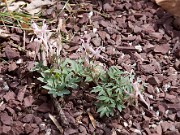 Corydalis schanginii ssp. schanginii 0001