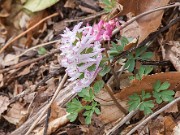 Corydalis Seedlings 20150403 10001