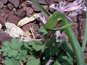 Corydalis triternata 0003