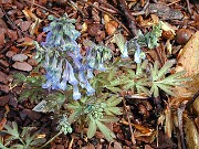 Corydalis turtschaninovii 0001