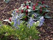 Corydalis turtschaninovii 0008