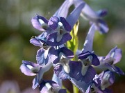 Corydalis turtschaninovii 0012