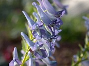 Corydalis turtschaninovii 0013