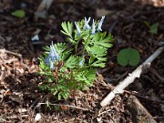 Corydalis turtschaninovii 20110002