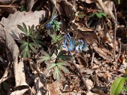 Corydalis turtschaninovii 20110003