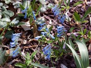 Corydalis turtschaninovii0001