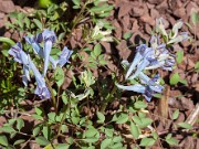 Corydalis turtschaninoviii 20150412 0001