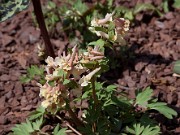 Corydalis x allenii Enno 20110001