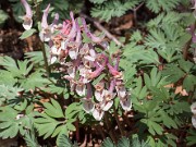 Corydalis x allenii Enno Exclusive 20150412 0003