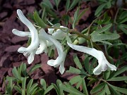 C. angustifolia