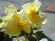C. bracteata