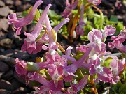C. caucasica