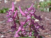 C. decipiens