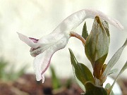 C. glaucescens