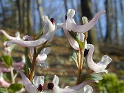 C. henrikii