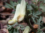 C. magadanica