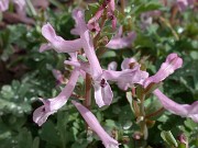 C. paschei