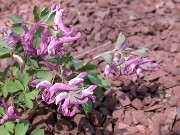 C. pumila