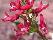 C. solida