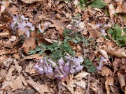C. tauricola